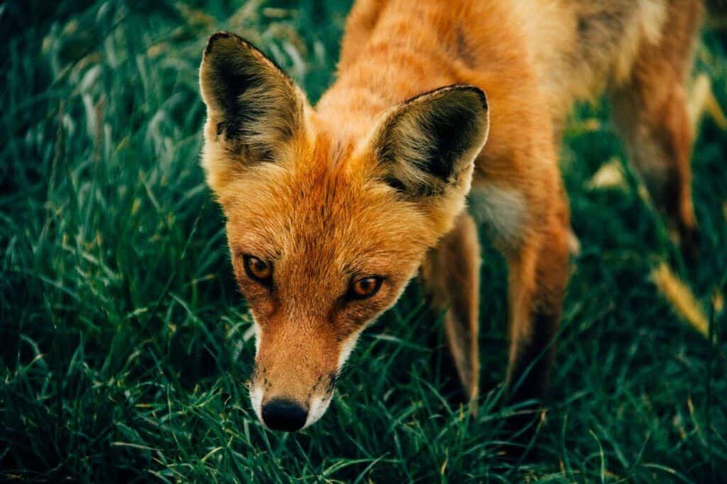 Fox.