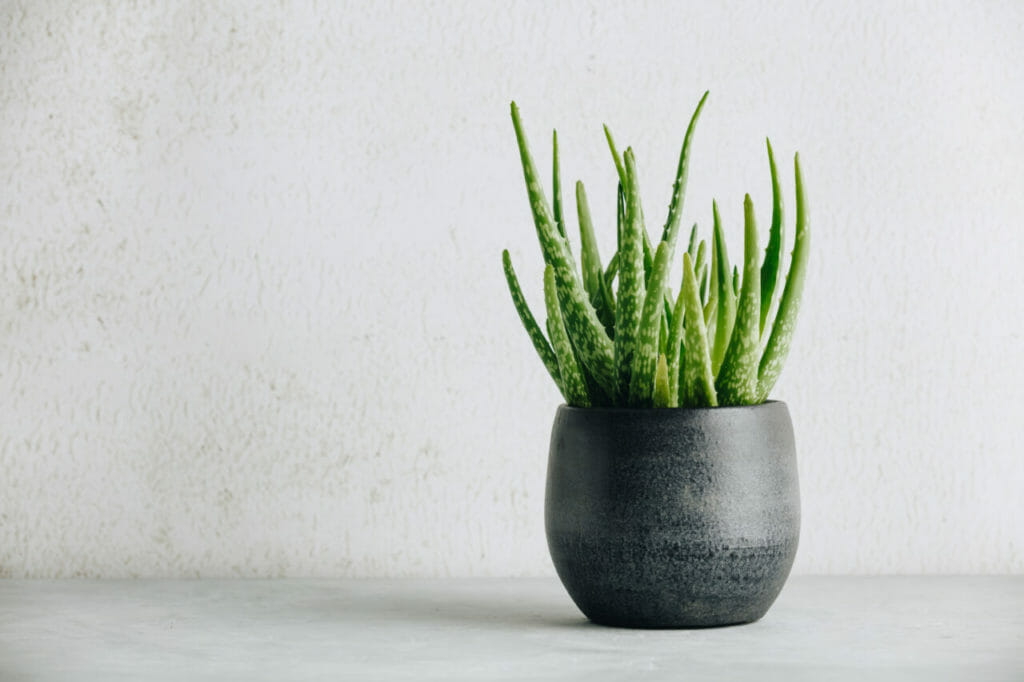 Aloe Vera Plant