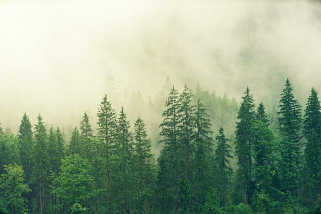 Forest Bathing