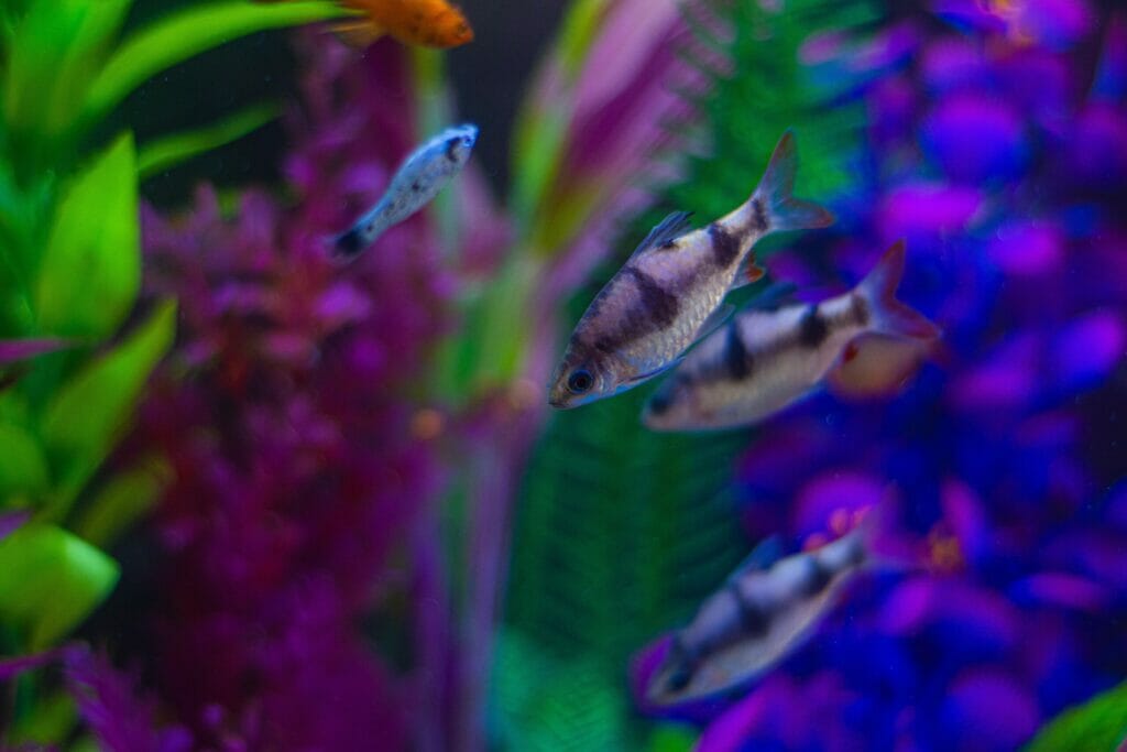 fish tank