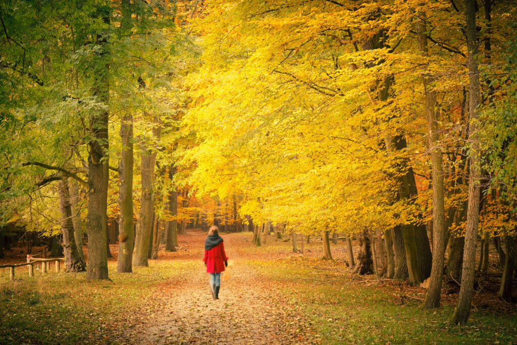 Walking In Autumn